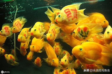 血鸚鵡混養金魚|血鸚鵡(財神魚)飼養教學及注意 – 寵物百科